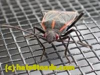 /home//u458753944/public_html/sourcegallery//////////Insects and small critters/aphids cicadas lanternflies and true bugs (Hemiptera)/P4080624.JPG
